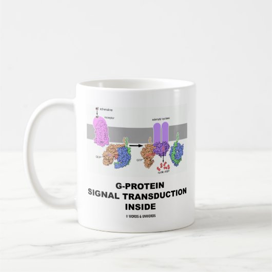 G-Proteïnesignaaltransductie binnen Koffiemok (Links)