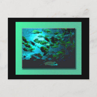 GA Aquarium-Briefkaart Briefkaart