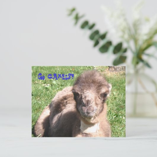 Ga Camels! Briefkaart (Staand voorkant)
