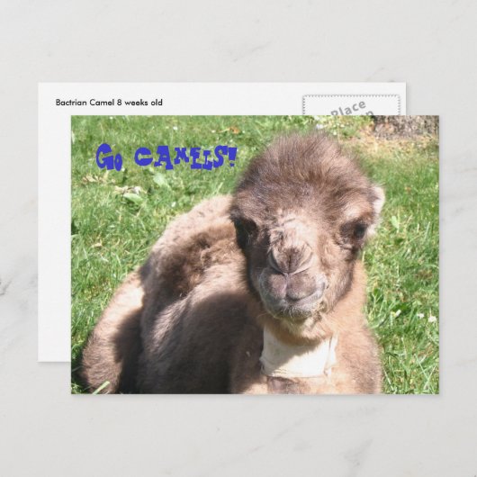 Ga Camels! Briefkaart (Voorkant / Achterkant)