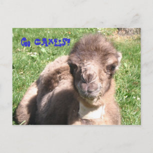 Ga Camels! Briefkaart
