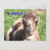 Ga Camels! Briefkaart (Voorkant)