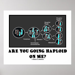 Ga je me met een haploïde opzadelen? (Meiosis Humo Poster