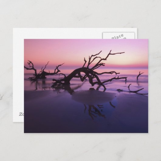 GA Jekyll Island, Boom begraafplaats op strand op Briefkaart (Voorkant / Achterkant)