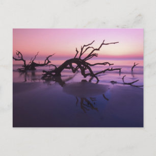 GA Jekyll Island, boomkerkhof op strand bij Briefkaart