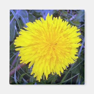 Gaarde zonneschijnmagneet magneet