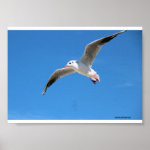 Gabbiano in vlucht in de blauwe lucht - na foto