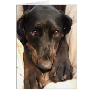 Gabby the Rescue Dog (Blank Kaart)