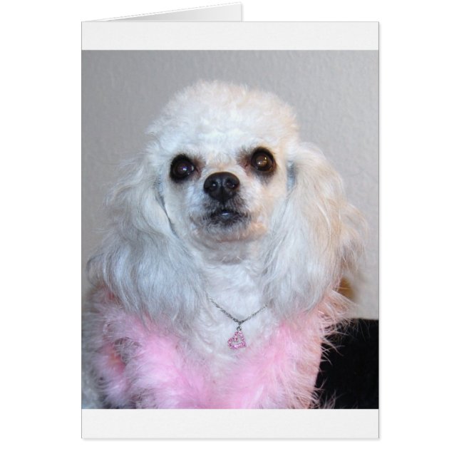 Gabby witte poodle, fancy in roze (Voorkant)