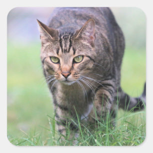 Gabe Vierkante Sticker