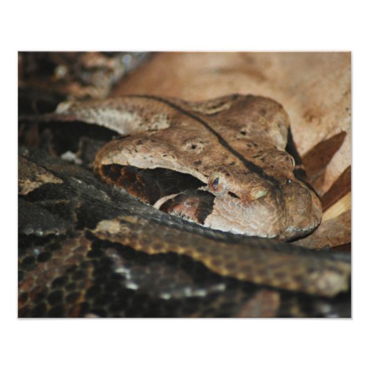 Gaboon Viper Closeup Foto Afdruk (Voorkant)