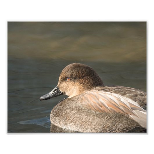 Gadwall Dabbling Duck Fotografie Foto Afdruk (Voorkant)