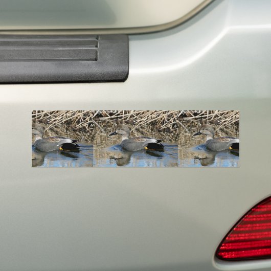 Gadwall Drake Bumpersticker (Op auto)