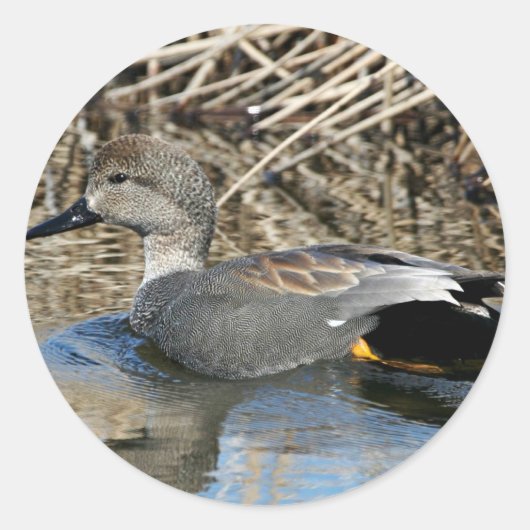 Gadwall Drake Ronde Sticker (Voorkant)