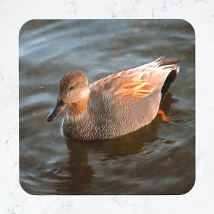 Gadwall Duck Drake on the Lake Glass Onderzetter