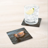 Gadwall Duck Drake op het meer Kartonnen Onderzetters (Insitu)