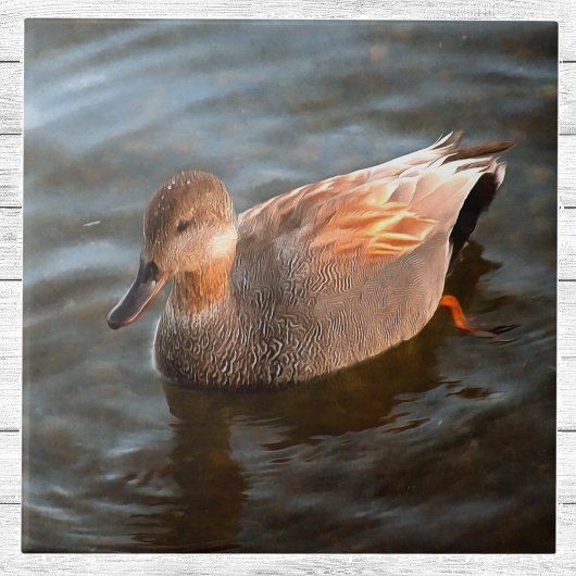 Gadwall Duck Drake op het meer Tegeltje