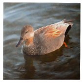 Gadwall Duck Drake op het meer Tegeltje (Voorkant)