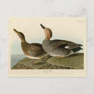 Gadwall Duck - John Audubon's Birds of America Briefkaart
