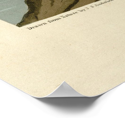 Gadwall Duck - John Audubon's Birds of America Poster (Hoek)