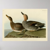 Gadwall Duck - John Audubon's Birds of America Poster (Voorkant)