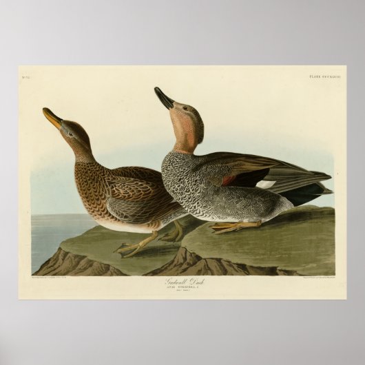 Gadwall Duck - John Audubon's Birds of America Poster (Voorkant)