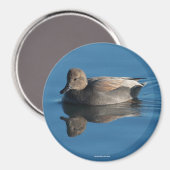 Gadwall magneet (Voorkant / Achterkant)