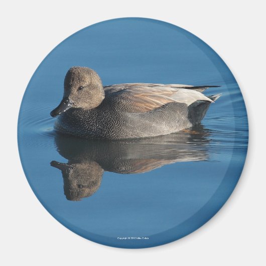 Gadwall magneet (Voorkant)
