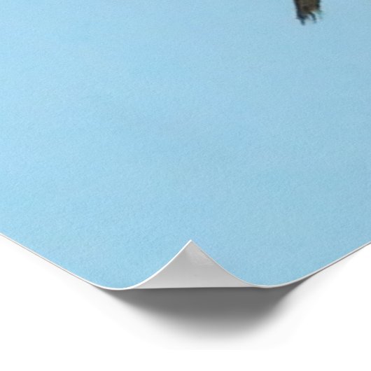 Gadwell Duck Poster (Hoek)