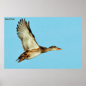 Gadwell Duck Poster (Voorkant)