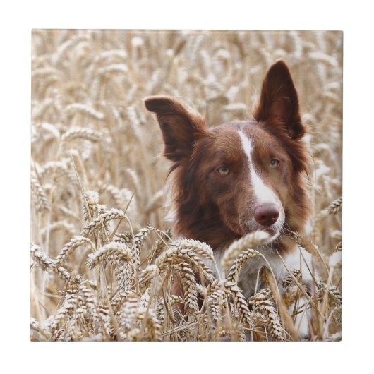 Gael Tegeltje (Voorkant)