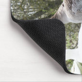 Gäense auf einer Wiese Muismat (Hoek)