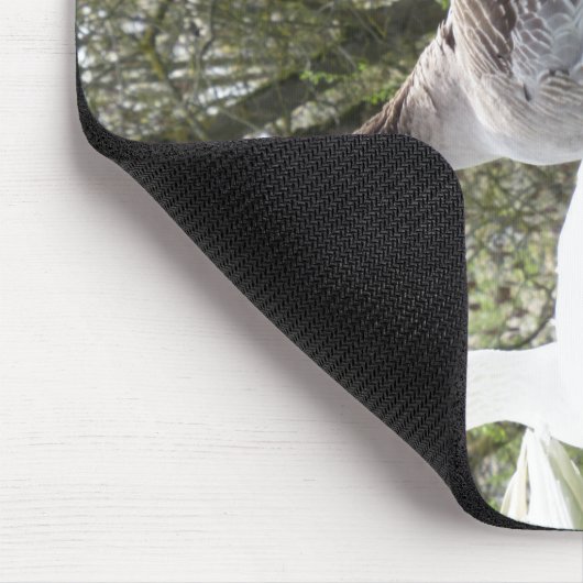 Gäense auf einer Wiese Muismat (Hoek)