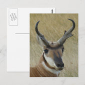 Gaffelantilope kopschot A21 Briefkaart (Voorkant / Achterkant)