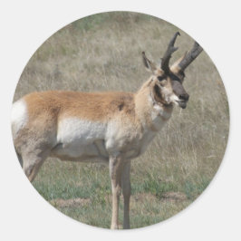 Gaffelantilope onbeleefde bok ronde sticker