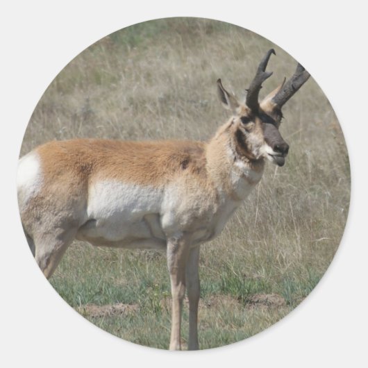 Gaffelantilope onbeleefde bok ronde sticker (Voorkant)
