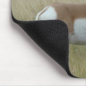 Gaffelbok Antelope Grote Bok Muismat (Hoek)