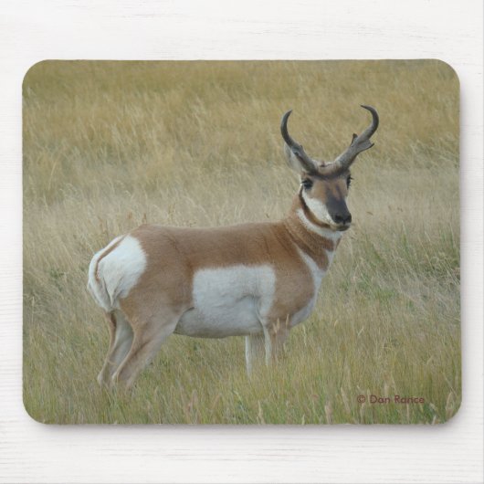 Gaffelbok Antelope Grote Bok Muismat (Voorkant)