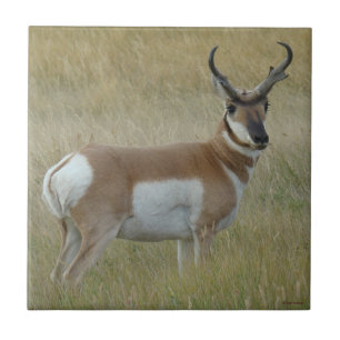 Gaffelbok Antelope Grote Bok Tegeltje