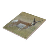 Gaffelbok Antelope Grote Bok Tegeltje (Zijkant)