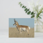 Gaffelbok Antilope Briefkaart (Staand voorkant)