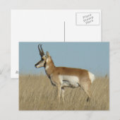 Gaffelbok Antilope Briefkaart (Voorkant / Achterkant)