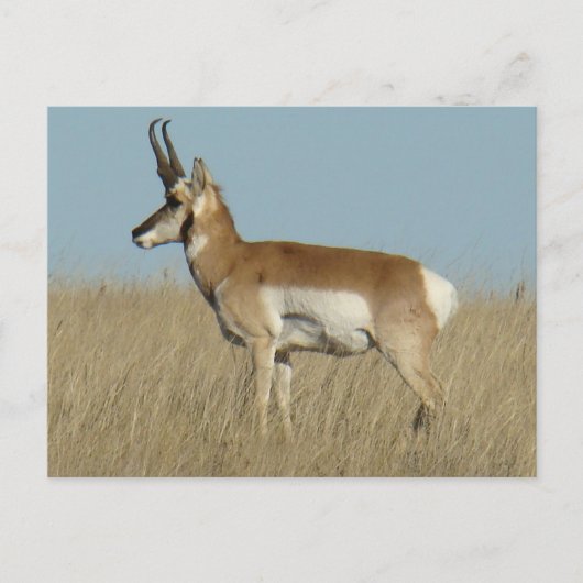 Gaffelbok Antilope Briefkaart (Voorkant)