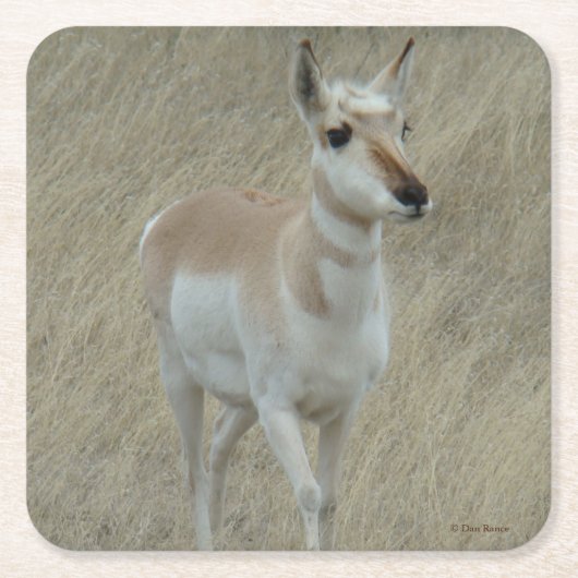  Gaffelbok Antilope Kartonnen Onderzetters (Voorkant)