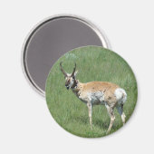 Gaffelbok Antilope Magneet (Voorkant / Achterkant)