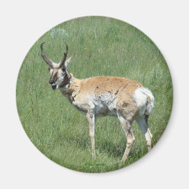 Gaffelbok Antilope Magneet