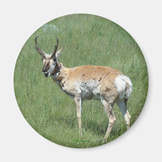 Gaffelbok Antilope Magneet (Voorkant)