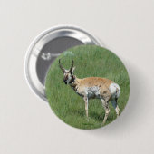 Gaffelbok Antilope Ronde Button 5,7 Cm (Voorkant /achterkant)