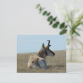 Gaffelbok Antilope Slaapt Briefkaart (Staand voorkant)