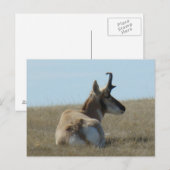 Gaffelbok Antilope Slaapt Briefkaart (Voorkant / Achterkant)